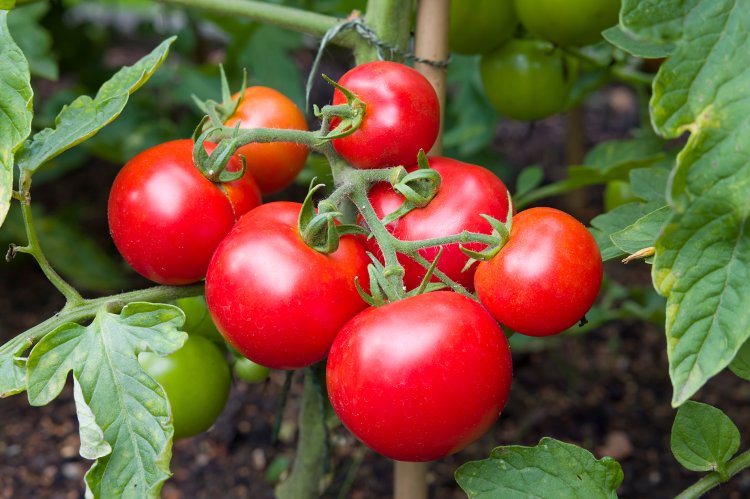 Tomatoes Market Share, Trends, Growth, Major Key Players Analysis And Forecast To 2033