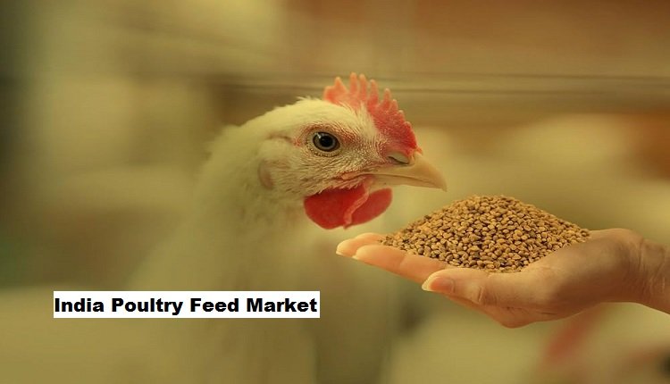 India Poultry Feed Market Gears Up for Expansion Amid Demand Surge for Poultry Products