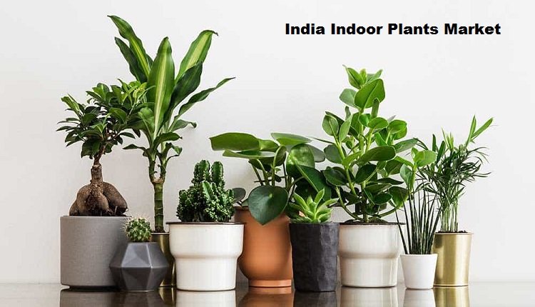 India Indoor Plants Market Surges Forward with Technology Integration in Indoor Gardening