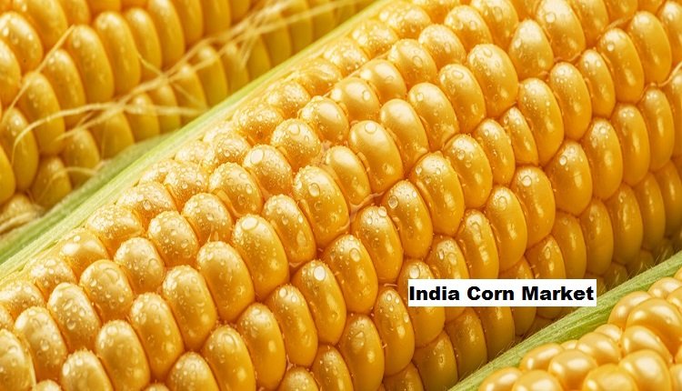 India Corn Market: Export Momentum Accelerates Corn Product Demand