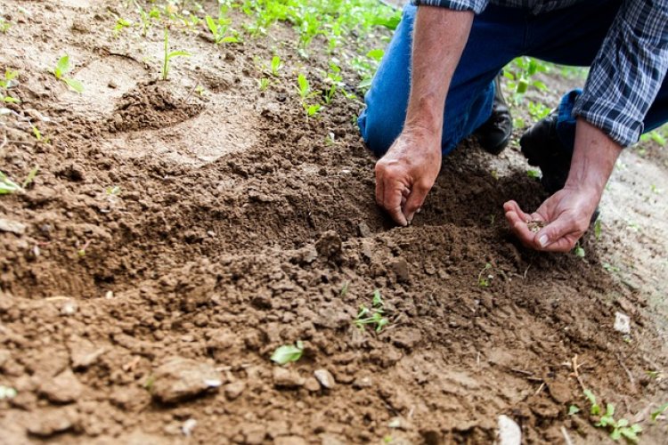 Manufactured Soil Global Market Navigating Trends, Share Report, Growth Drivers, Market Size And Future Outlook 2024-2033