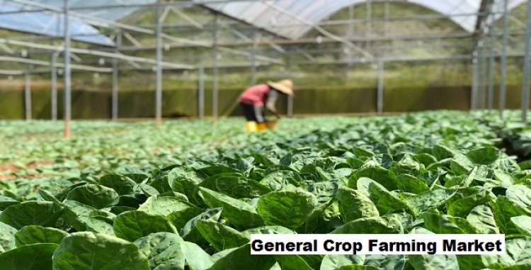 Growth Opportunities in General Crop Farming Market Driven by Organic Produce Demand
