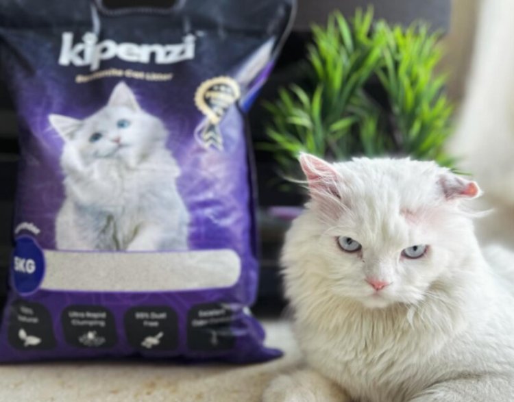 Bentonite Cat Litter: 5 Things You Should Know