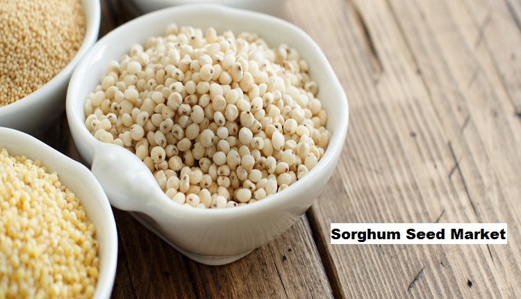 Sorghum Seed Market Drivers: Changing Dietary Preferences