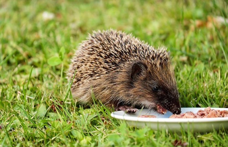 Small Mammal And Reptile Food Global Market By Product Type, By Application, By Manufacturers, By Technology, By Regional Forecast 2024-2033