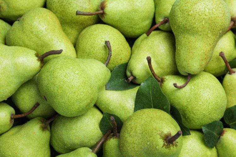 Pears Market Trends, Industry Share and Size, Analysis and Forecast to 2033