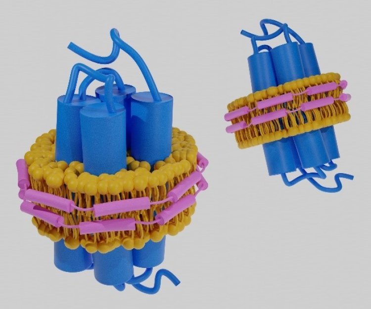 Assembled Nanodiscs—A Powerful Tool for Studying Membrane Proteins