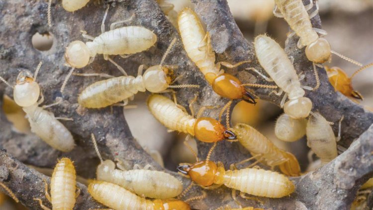 Termite Treatment Control in Lahore Islamabad
