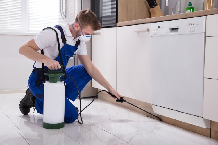 How Much Does Pest Control and Termite Control Service Cost in Islamabad?