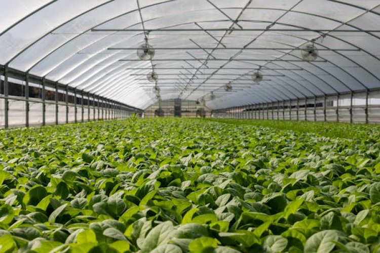 Greenhouse Horticulture Global Market 2024 - By Size, Demand, Share, Trends, Forecast To 2033