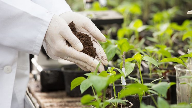 Humic-based Biostimulants Market Advances with Precision Agriculture Adoption