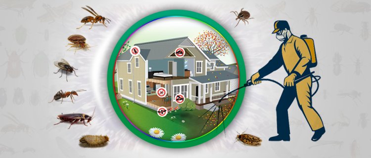 Effective Pest Control Services and Termite Treatment in Lahore