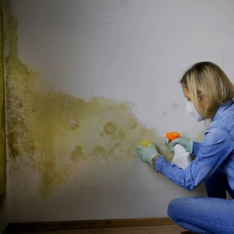 Ensure Home Health with Annual Mold Inspection in Philadelphia