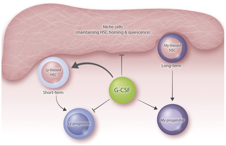 G-CSF (Granulocyte Colony Stimulating Factors) Market Trends, Size, and Forecast 2024-2033