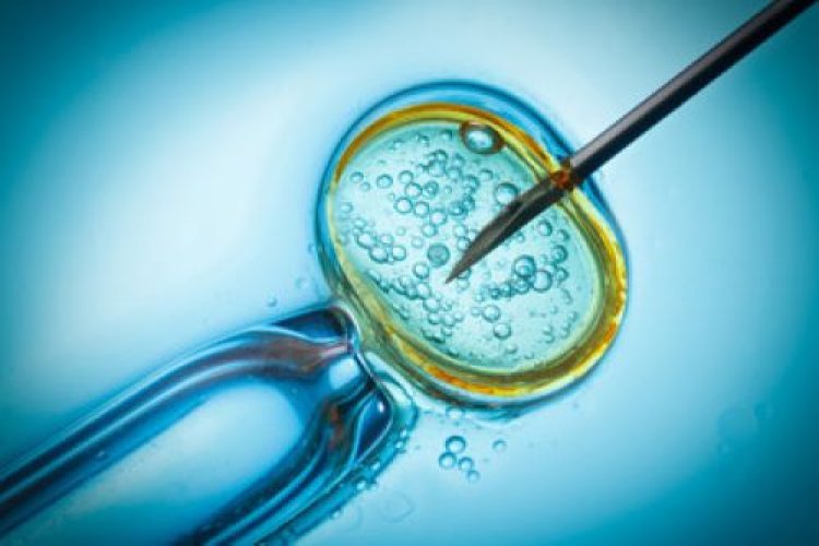 IVF Services Market Forecast 2024-2033: Projected CAGR, Key Drivers, And Trends