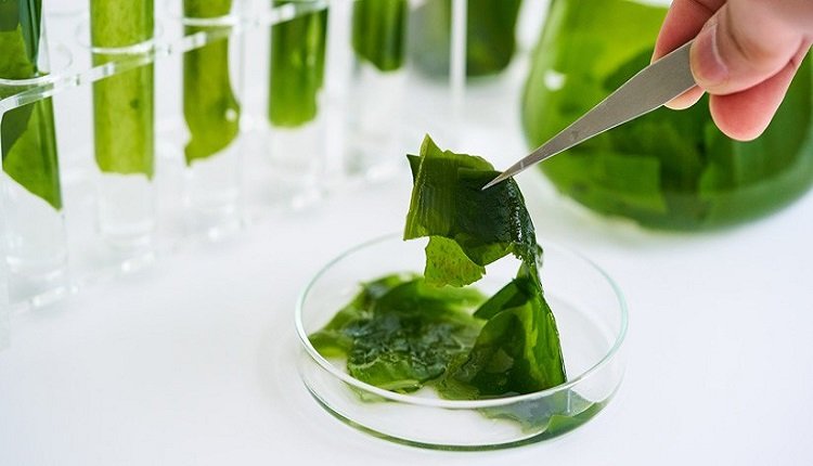 Algae Products Market: Algae in Biofuel Production Initiatives