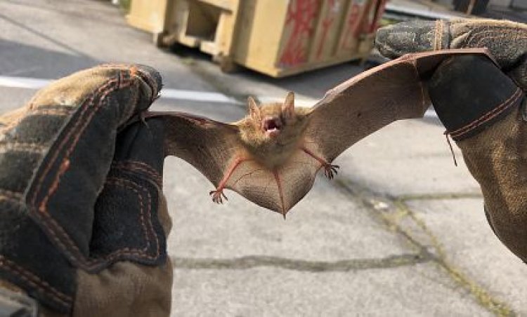 Top 10 Signs You Need Bat Removal Immediately