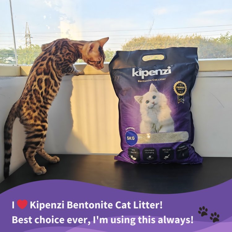 Kipenzi Bentonite Clay Cat Litter: Is It Eco-Friendly?