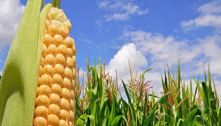 Genetically Modified Crops Market to Benefit from Rising Biotech Crop Adoption