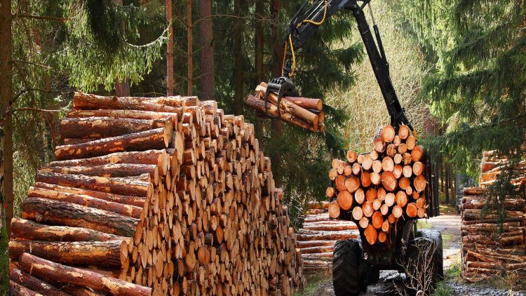 Forestry and Logging Market Gaining Traction with Wooden Furniture Demand