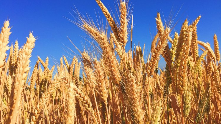 Grain Farming Market Gaining Traction with Technological Advancements in Agriculture