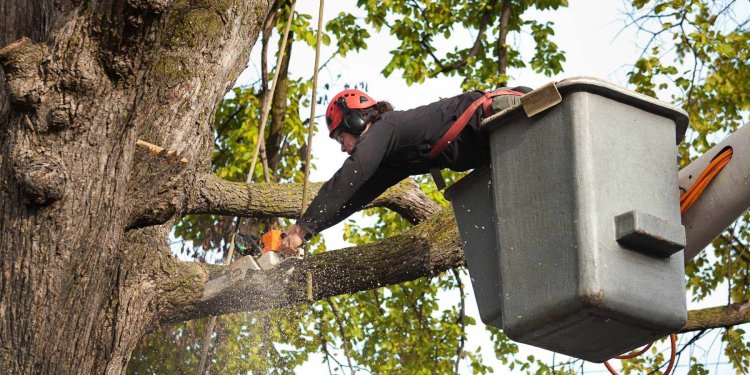 Tree Trimming Services: An Expert's Guide