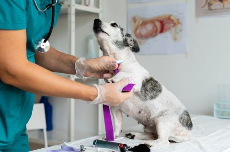 Veterinary Medical Equipment Market worth $11.3 Billion by 2028