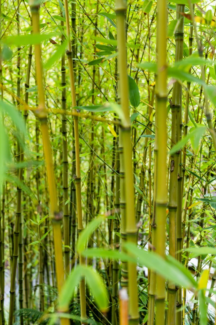 Bamboo Market Competitive Landscape 2024-2033 – Major Players and Strategies