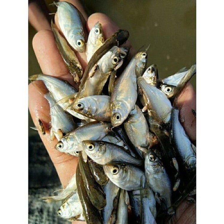 Anand Krishi Khamar Farms - Best Fish Seed Supplier in Kolkata