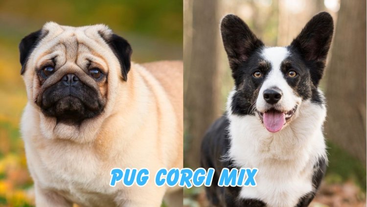 The Pug-Corgi Mix: A Delightful Blend of Two Beloved Breeds