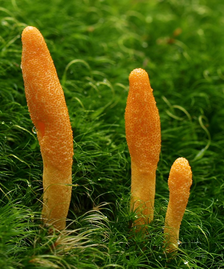 Cordyceps Sinensis Market Size, Insights Forecast, Growth, Trends 2024-2033