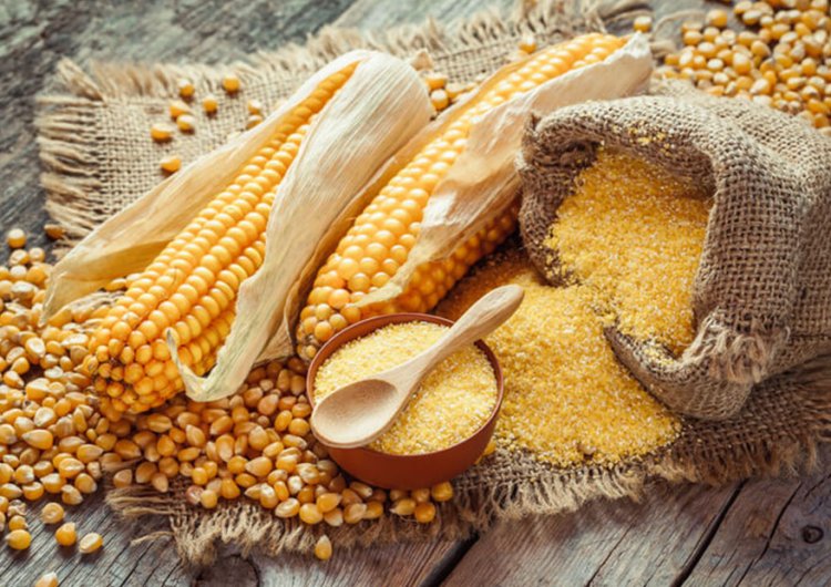 Corn Gluten Meal Market Report 2024-2033: Size, Trends, Analysis, Insights, and Overview