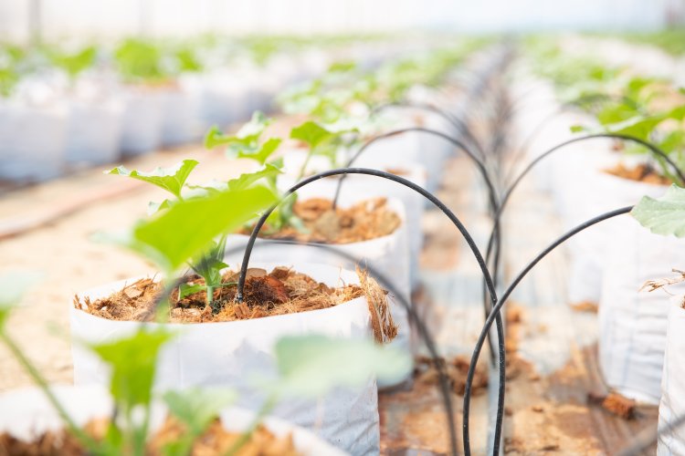 Drip Irrigation Market Competitor Analysis, Growth, Insights, Trends 2024-2033: Strategic Perspectives