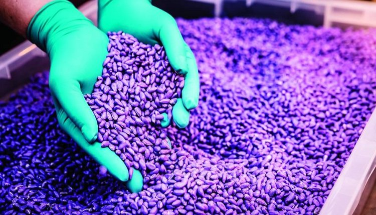 India Seed Treatment Market Set to Expand Owing to High Demand for Quality Seeds