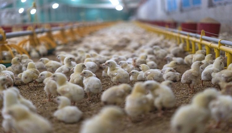 India Poultry and Hatchery Market Set to Expand Owing to Focus on Poultry Genetics and Breeding