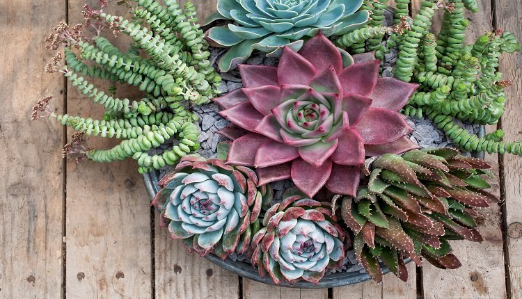 India Succulent Plants Market to Witness Growth on Back of Increasing Online Retail and E-commerce Platforms