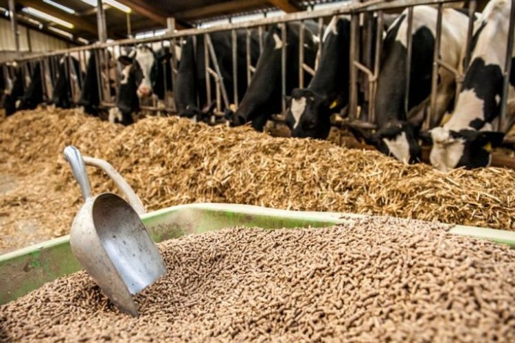 India Animal Feed Supplements Market Benefits from Innovations in Feed Additives