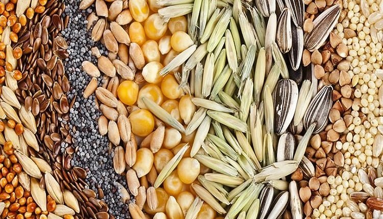 India Seeds Market Growth Accelerated by Farmer Preference for Hybrid Seed Varieties