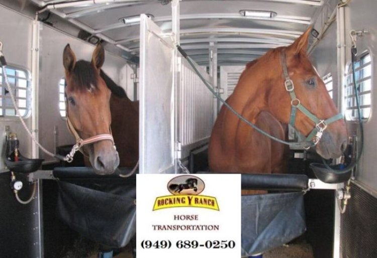 Professional Horse Movers in California: Safety, Comfort, and Expertise