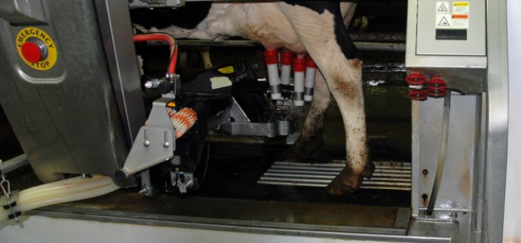 Milking Robots Market Opportunities, Size, Share, and Analysis 2024-2033
