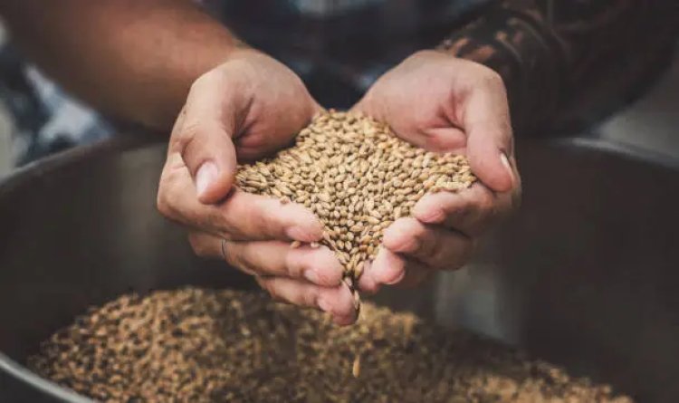 Malted Barley Market 2024 - By Size, Segmentation, Application, Outlook And Opportunities Analysis By 2033