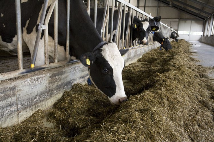 Non Protein Nitrogen Market Growth Factors: Livestock Production and Population Focus