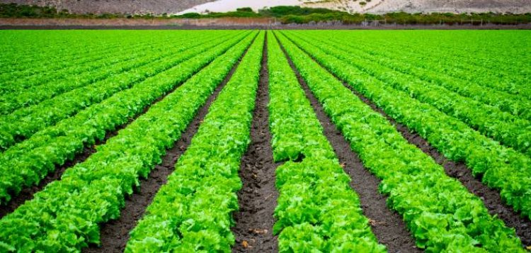 Cover Crops Market Growth Factors: Livestock Feed Demand and Farm Expansion