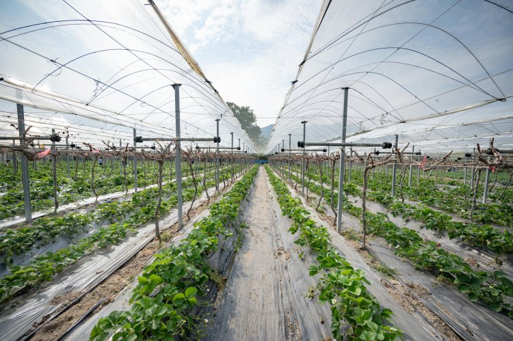 Vegetable Farming Market Report 2024-2033: Size, Share, and Insights