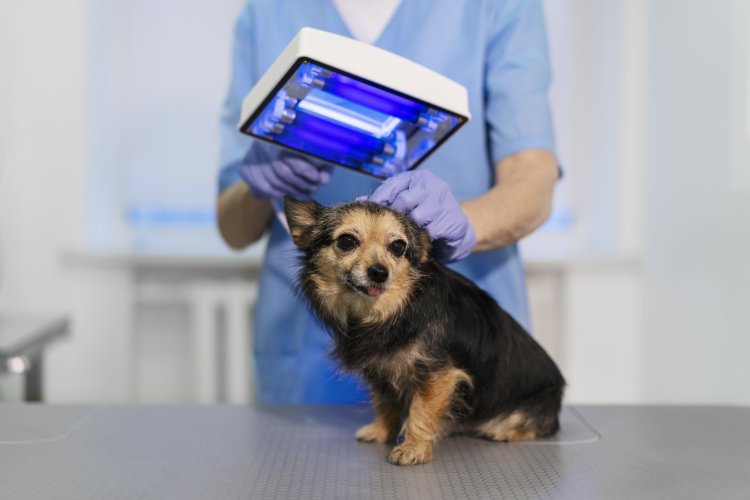 Veterinary Imaging Equipment Market Overview, Outlook, Size, and Share 2024-2033