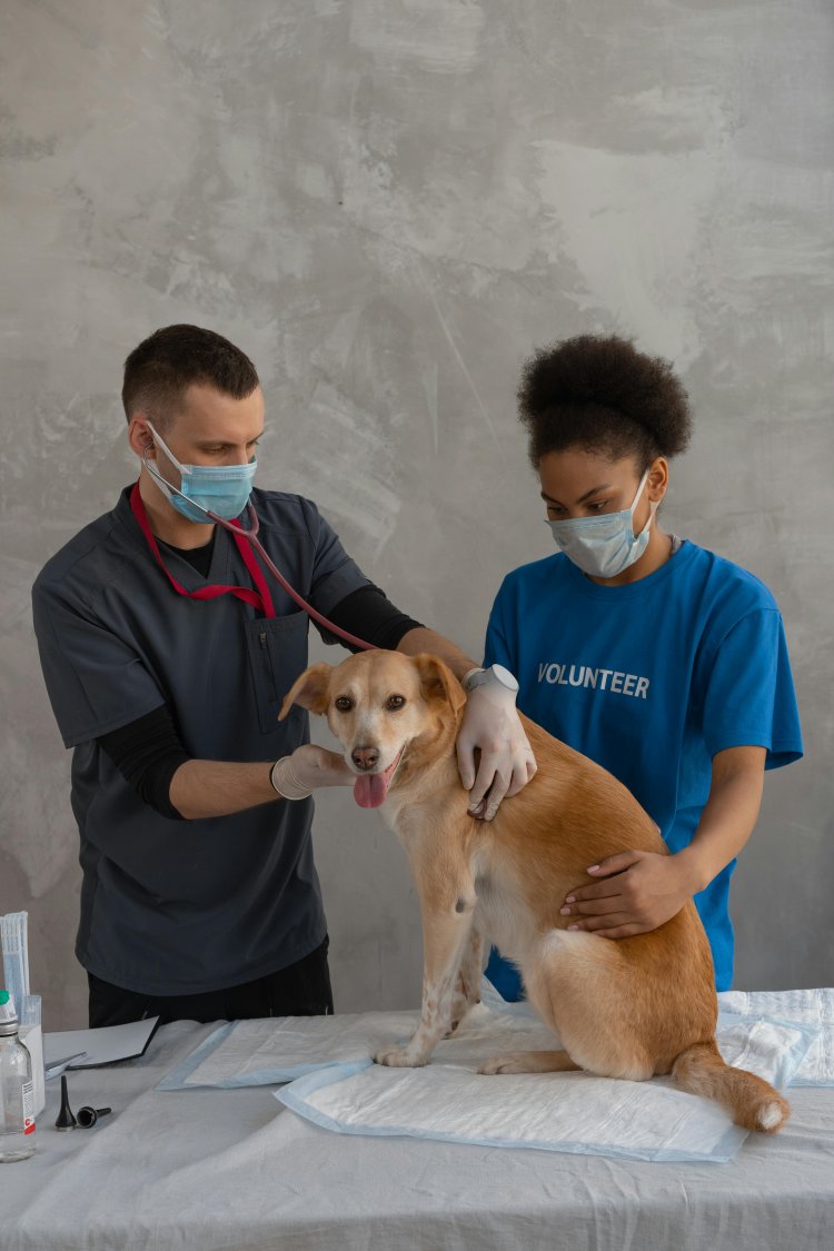 Veterinary Services Market Trends, Size, and Forecast 2024-2033