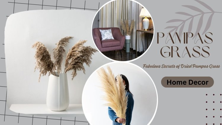 Unlock the Fabulous Secrets of Dried Pampas Grass to Decorate Your Home
