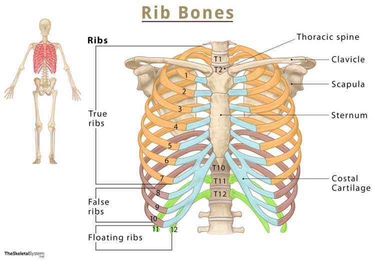 How Many Ribs Do Humans Have - Are men missing a rib