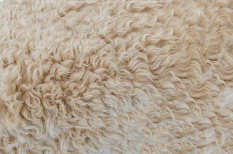 Wool Global Market 2024 - By Share, Growth, Demand, Trends, Forecast To 2033