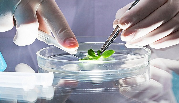 Plant Tissue Culture Market Benefits from Rising Trends in Precision Agriculture